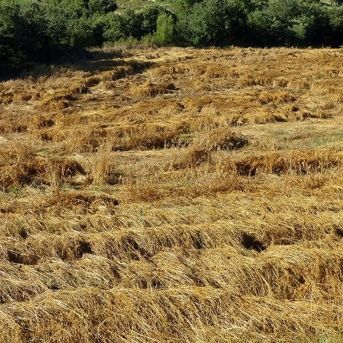 fotonoticia_20250811172810_1920