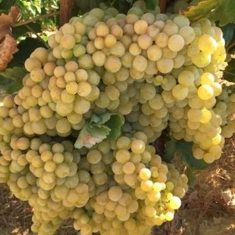 fotonoticia_20250813162722_1920