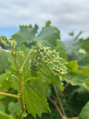 fotonoticia_20250825185108_1920