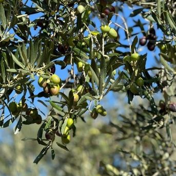 fotonoticia_20251021094956_1920 fotonoticia_20251021094956_1920