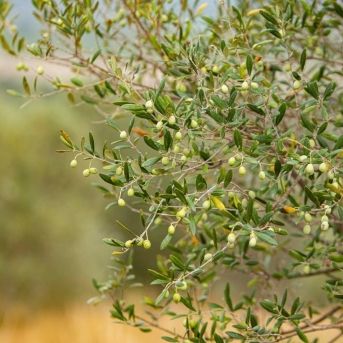 fotonoticia_20251030174824_1920