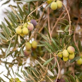 fotonoticia_20251006131151_1920