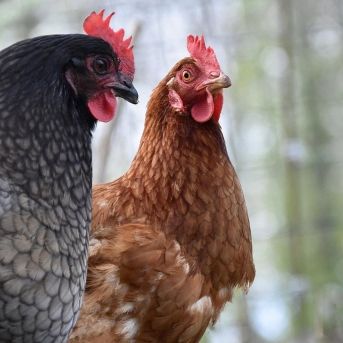 fotonoticia_20251111132728_1920