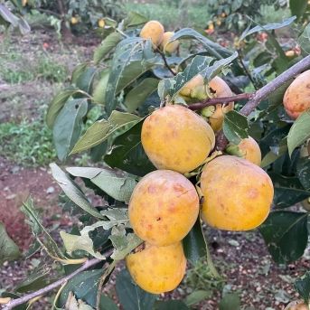 fotonoticia_20251119182347_1920 fotonoticia_20251119182347_1920