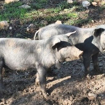 Ampliación | Agricultura analiza si el brote de peste porcina procede de un laboratorio