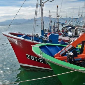 Las cofradías reclaman cuota propia o cesión temporal de anchoa para las flotas de xeito y racú-piobardeira