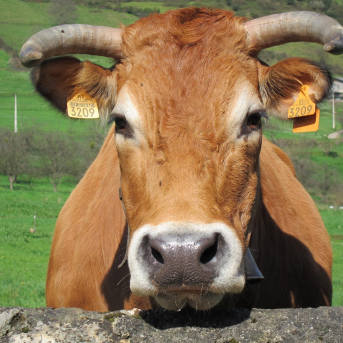 El Principado extiende hasta final de año el cierre del Mercado Nacional de Ganado de Pola de Siero El Principado extiende hasta final de año el cierre del Mercado Nacional de Ganado de Pola de Siero