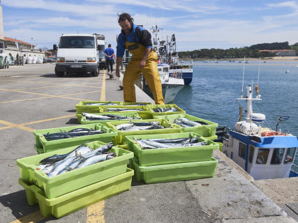 Cantabria reclama al Ministerio acciones urgentes ante el recorte del 70% en la cuota de verdel