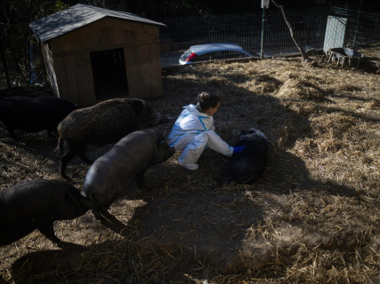 España confirma 10 nuevos jabalíes muertos por peste porcina africana en el área del primer foco