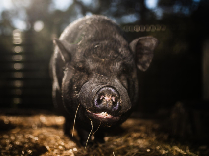 Interporc interpreta los aranceles chinos como un respaldo a la calidad del porcino europeo