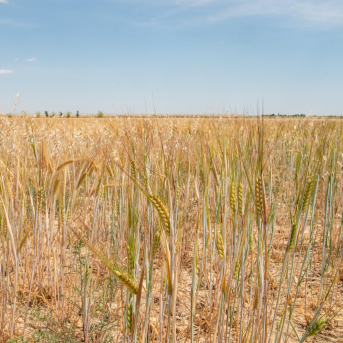 La renta agraria sube hasta 41.262 millones en 2025, un 13% más que el año anterior La renta agraria sube hasta 41.262 millones en 2025, un 13% más que el año anterior