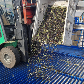 Rincón visita en Oliete la iniciativa apadrinaunolivo.org para recuperar el olivar tradicional