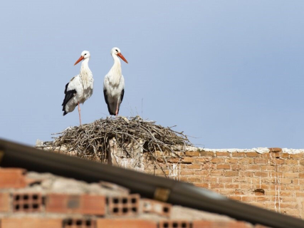 Madrid confirma una veintena de focos de gripe aviar desde septiembre, también en aves cautivas