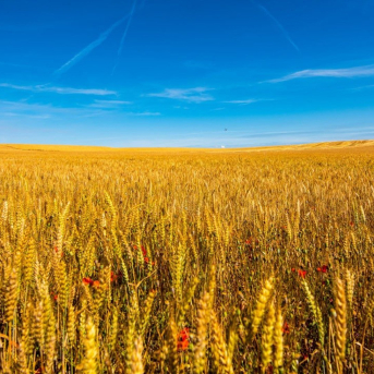 El Govern refuerza con 8,99 millones el Plan de seguros agrarios 2025 El Govern refuerza con 8,99 millones el Plan de seguros agrarios 2025