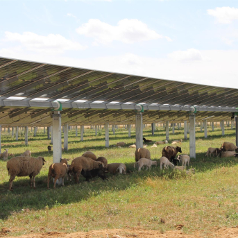 Una investigación en Extremadura define cómo hacer más sostenibles las plantas fotovoltaicas mediante el pastoreo