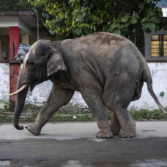 Un tren de alta velocidad arrolla y mata a siete elefantes en India