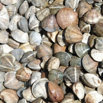 La Junta reabre la pesquería de chirla en Matalascañas tras mejorar el rendimiento de capturas