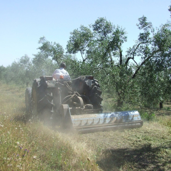 Andalucía aprueba una ley para impulsar el consumo de alimentos ecológicos