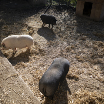 Canadá respalda la regionalización y mantiene la importación de porcino español tras los casos de PPA