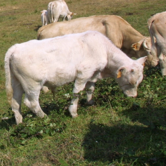 Cantabria pide a Agricultura que reclame a la UE ampliar la vacunación frente a la dermatosis nodular