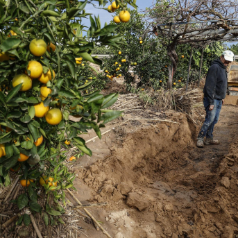 El Gobierno da luz verde a 315 millones para el plan de seguros agrarios de 2026 El Gobierno da luz verde a 315 millones para el plan de seguros agrarios de 2026