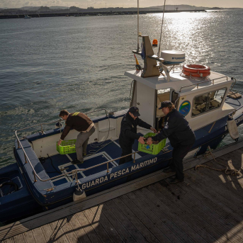 Gardacostas intensifica las incautaciones de volandeiras a furtivos en vísperas de Navidad