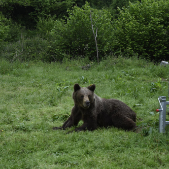 Asturias traslada a seis osos pardos acostumbrados a zonas habitadas durante este año
