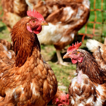 Cataluña destaca la buena evolución en el control del foco de gripe aviar Cataluña destaca la buena evolución en el control del foco de gripe aviar