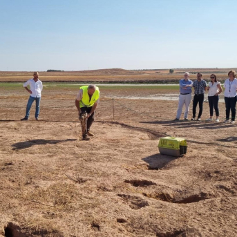 Castilla-La Mancha y Asiccaza impulsan un plan para frenar la sobrepoblación de conejo y dar salida comercial a su carne