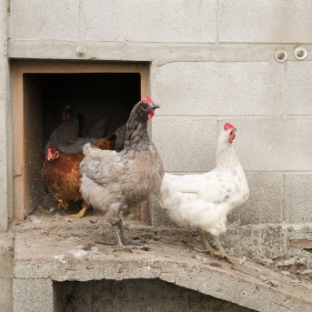 Agricultura contiene un brote de enfermedad de Newcastle en una granja de aves del interior de Valencia