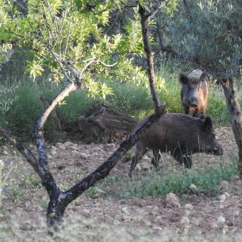 La Generalitat valenciana activará en enero la caza controlada de jabalíes para frenar la peste porcina