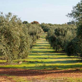 El campo andaluz despide 2025 entre dudas por la PAC, escasez de trabajadores y crisis hídrica