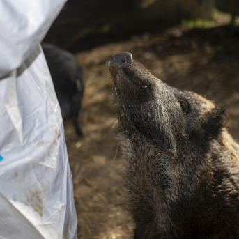 Sanidad Animal confirma dos nuevos casos de PPA en Collserola y un brote de gripe aviar en una granja de Lleida Sanidad Animal confirma dos nuevos casos de PPA en Collserola y un brote de gripe aviar en una granja de Lleida