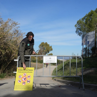 Agents Rurals localiza 127 pasos de fauna y refuerza barreras para frenar el brote de PPA Agents Rurals localiza 127 pasos de fauna y refuerza barreras para frenar el brote de PPA