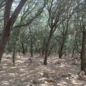 El Govern intensifica el control del ‘banyarriquer’ para salvaguardar las encinas de Mallorca El Govern intensifica el control del ‘banyarriquer’ para salvaguardar las encinas de Mallorca