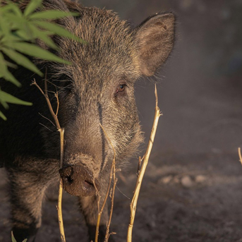 Andalucía regula la acreditación y control de predadores cinegéticos y sus métodos de captura Andalucía regula la acreditación y control de predadores cinegéticos y sus métodos de captura