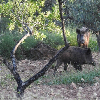 La Federación Andaluza de Caza considera fundamental la nueva Orden de Control de Predadores en Andalucía La Federación Andaluza de Caza considera fundamental la nueva Orden de Control de Predadores en Andalucía