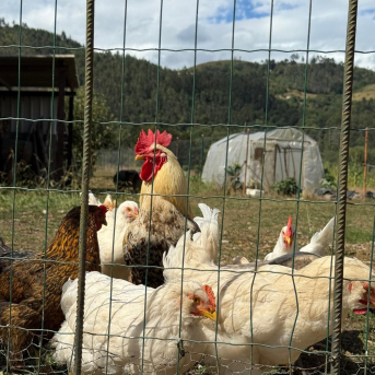 Gallo y gallinas. EUROPA PRESS
