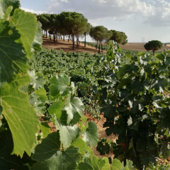 La Junta impulsa la investigación de variedades para adaptar la vid al clima actual