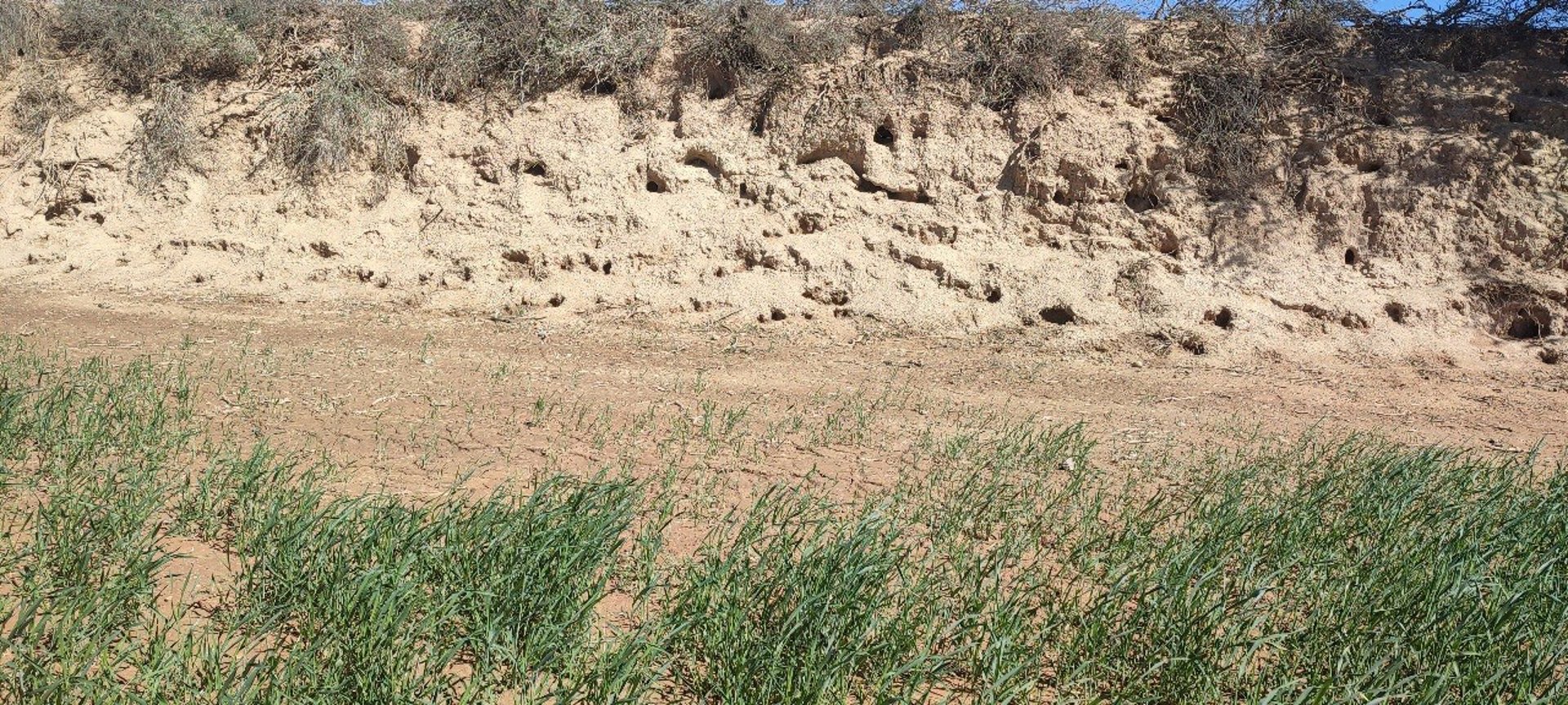Catalunya lanza ayudas para proteger cultivos dañados por fauna cinegética