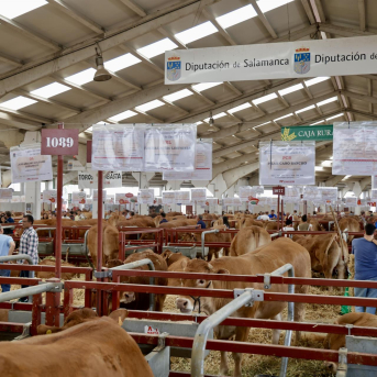 Salamaq 2026 fija sus fechas del 3 al 7 de septiembre en el Recinto Ferial de la Diputación