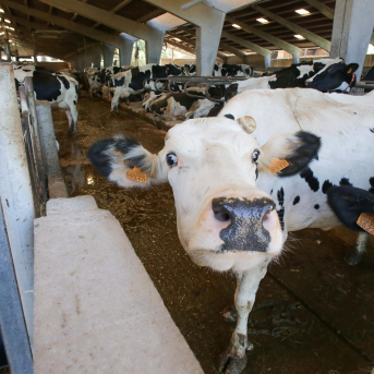 La Xunta impulsa ayudas para el control del rendimiento lechero y elevar la calidad