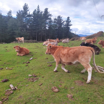 Vacas en libertad en montes de Alonsotegi   EUROPA PRESS