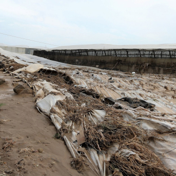 Más de 17.000 agricultores y ganaderos andaluces recibirán 16,6 millones en ayudas a seguros agrarios en 2025 Más de 17.000 agricultores y ganaderos andaluces recibirán 16,6 millones en ayudas a seguros agrarios en 2025