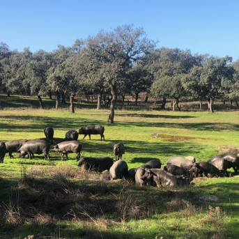 Villanueva de Córdoba afianza Dehesa Circular como modelo de sostenibilidad rural Villanueva de Córdoba afianza Dehesa Circular como modelo de sostenibilidad rural