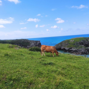 La campaña de saneamiento ganadero comienza este lunes y abarcará toda la cabaña de la comunidad