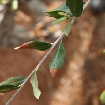 La Generalitat eleva a 600.000 euros en 2025 las ayudas por la Xylella