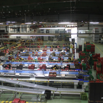 Andalucía lanza 88 millones en ayudas para modernizar y vender productos agroalimentarios Andalucía lanza 88 millones en ayudas para modernizar y vender productos agroalimentarios