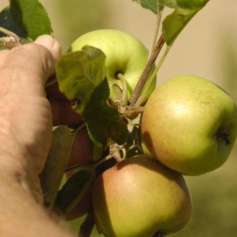 Los productores de fruta de pepita piden una mayor coordinación europea en el uso de fitosanitarios (Foto EUROPA PRESS).