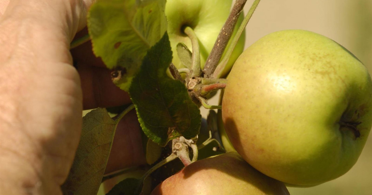 The pear and apple producers of Spain, France, and Italy reject the Omnibus Regulation's approach to phytosanitary products